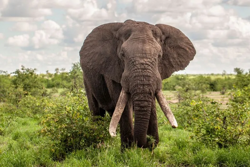 Controversy Erupts Over Namibia's Plan to Cull Elephants for Food