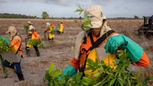 Amazon's Sabiá Platform: Pioneering the Carbon Market Through Reforestation