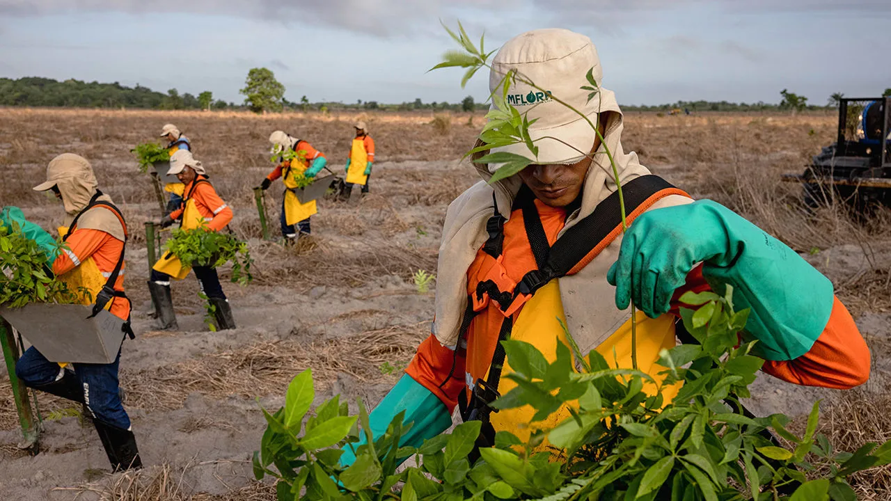 Amazon's Sabiá Platform: Pioneering the Carbon Market Through Reforestation