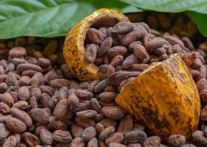 Ghana's Cocoa Crisis: Smuggling Threatens the Golden Bean's Future