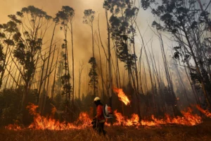 Brazilian Bill Equates Forest Arson with Murder in Sentencing Severity