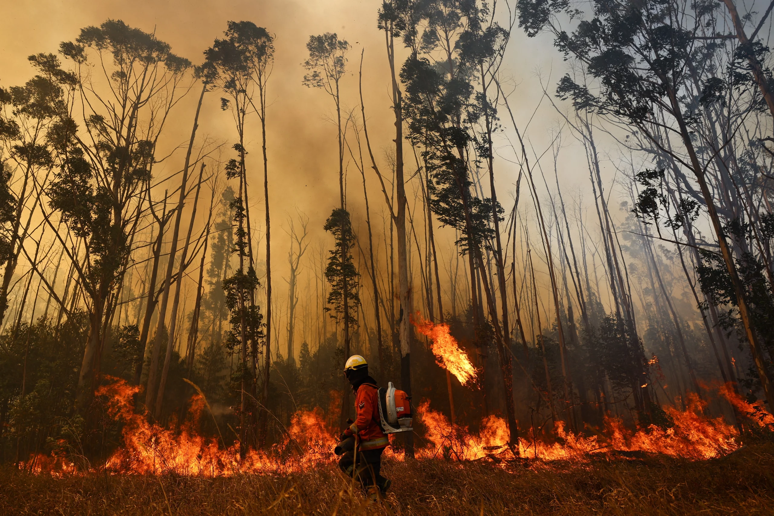 Brazilian Bill Equates Forest Arson with Murder in Sentencing Severity