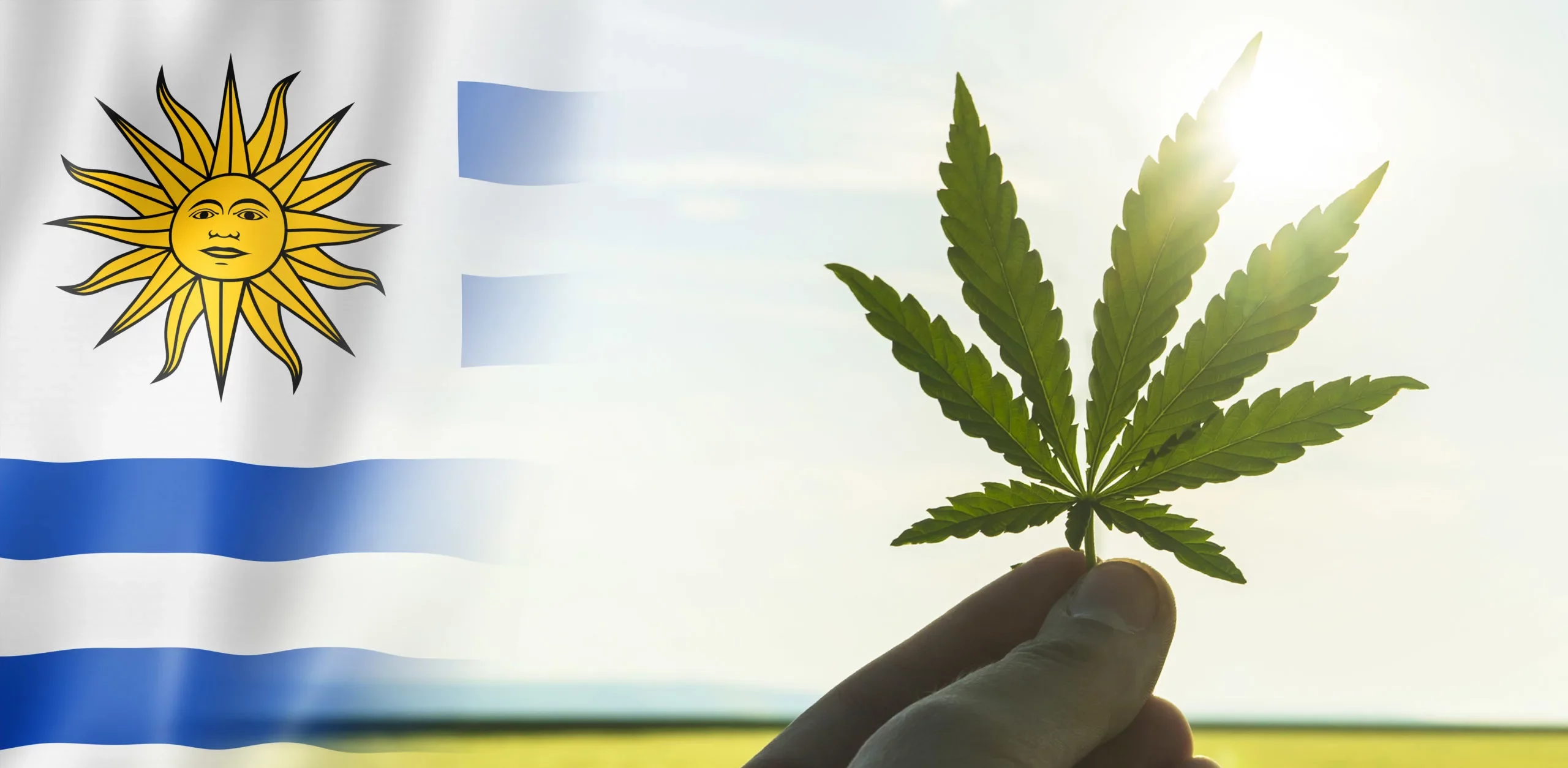 Cannabis-in-Uruguay
