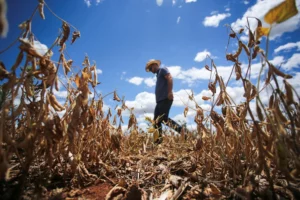 Drought and Wildfires Delay Soybean Planting in Brazil's Key Agricultural States