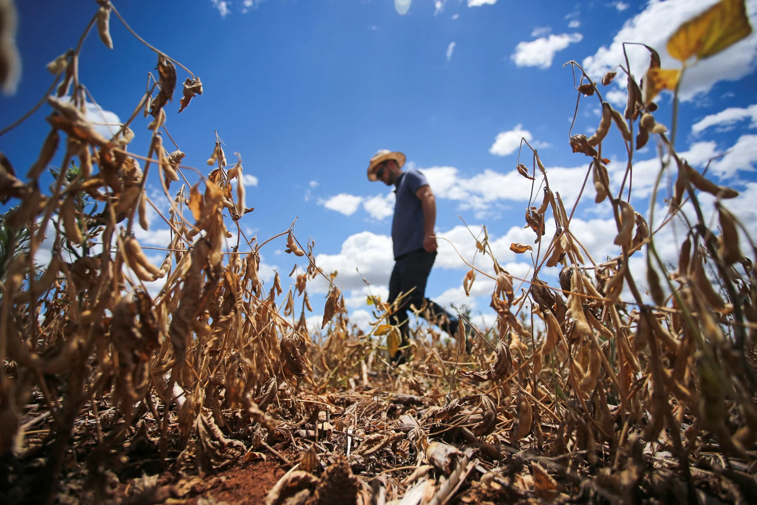 Drought and Wildfires Delay Soybean Planting in Brazil's Key Agricultural States