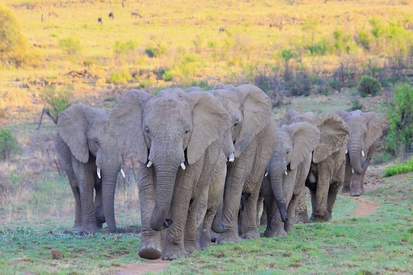 Zimbabwe Follows Namibia's Lead: Elephant Culling Amid Drought Crisis. (Photo Internet reproduction)