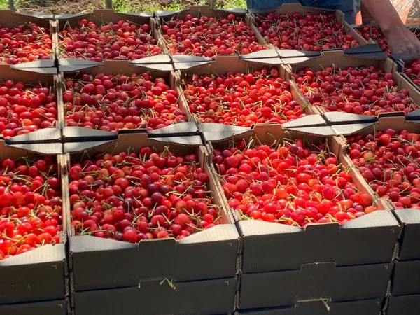 Morocco's Rise in Global Agricultural Trade