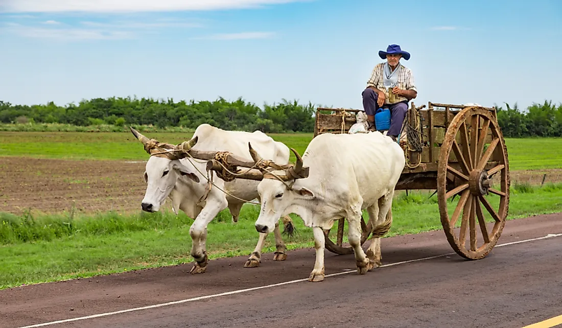 Paraguay farming