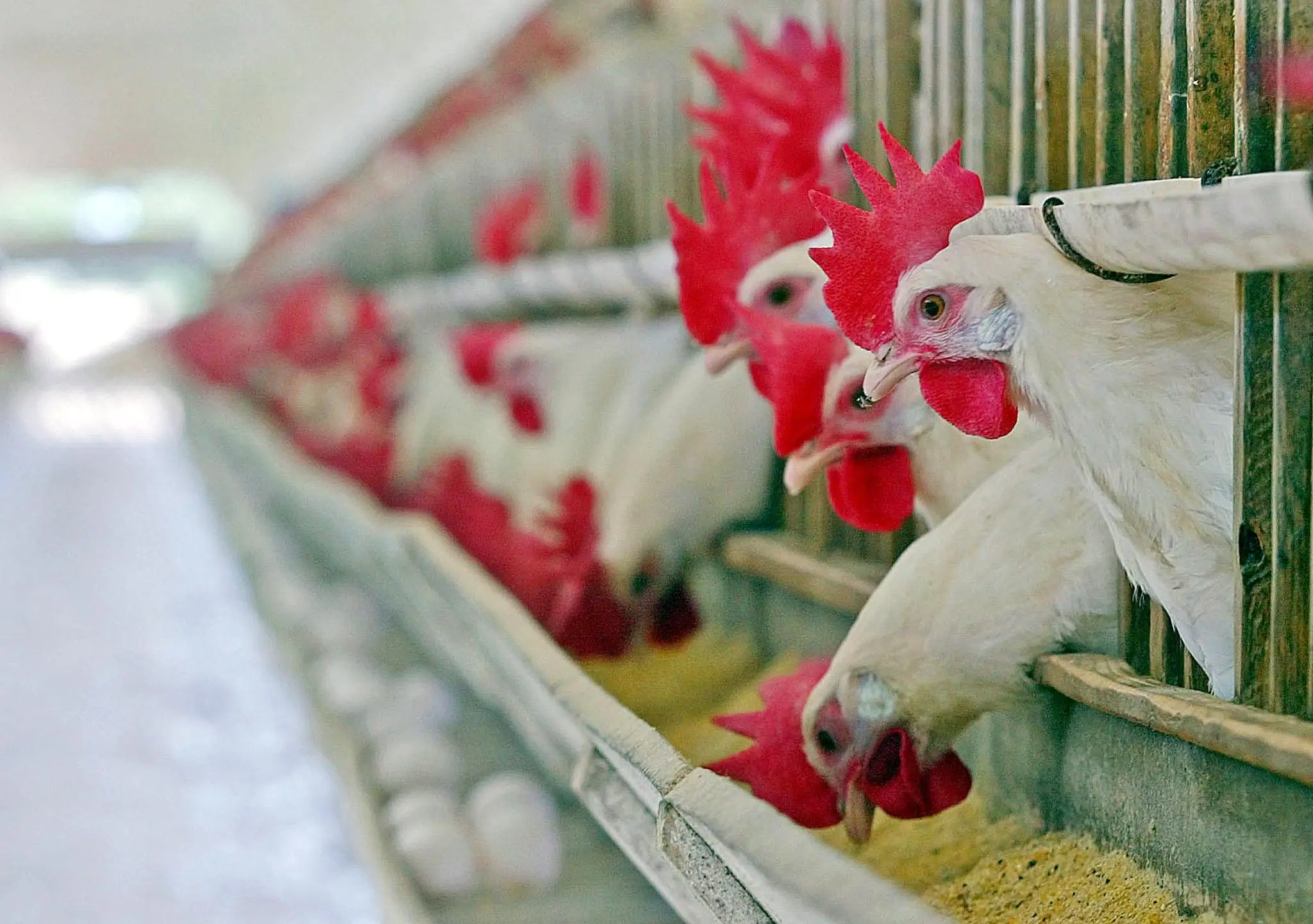 Shifting Tides: U.S. and Brazil's Dominance in Mexico's Chicken Import Market. (Photo Internet reproduction)