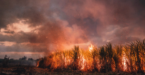 How Wildfires Impact Raízen's Sugarcane Harvest and What It Means for Investors