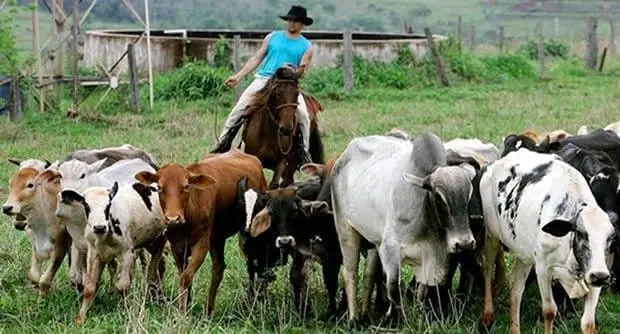 Brazil's Meat Production Forecast: Beef Decline, Poultry Rise in 2025. (Photo Internet reproduction)