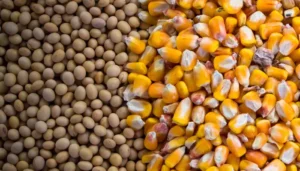 Challenging Grain Market Scenario Seen by Major Brazilian Agribusiness Players