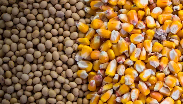 Challenging Grain Market Scenario Seen by Major Brazilian Agribusiness Players