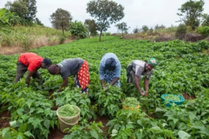 Senegal's Agricultural Sector Faces Annual Funding Gap of Over $600 Million