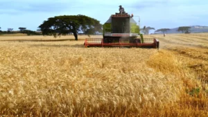 Argentina's Grain Export Surge: A Resilient Comeback