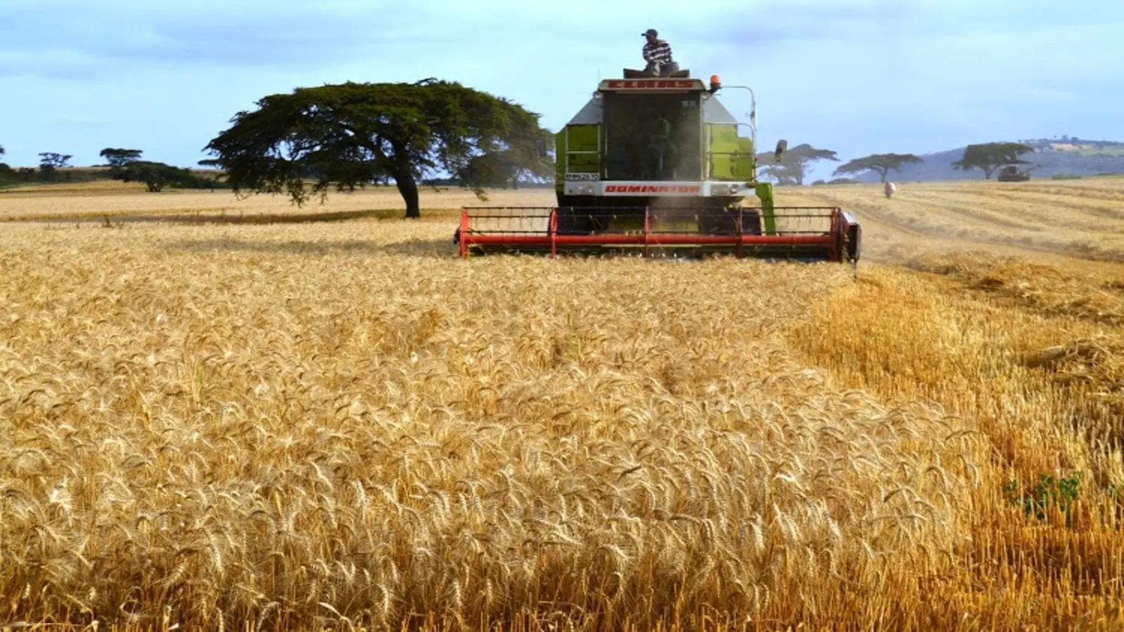 Argentina's Grain Export Surge: A Resilient Comeback