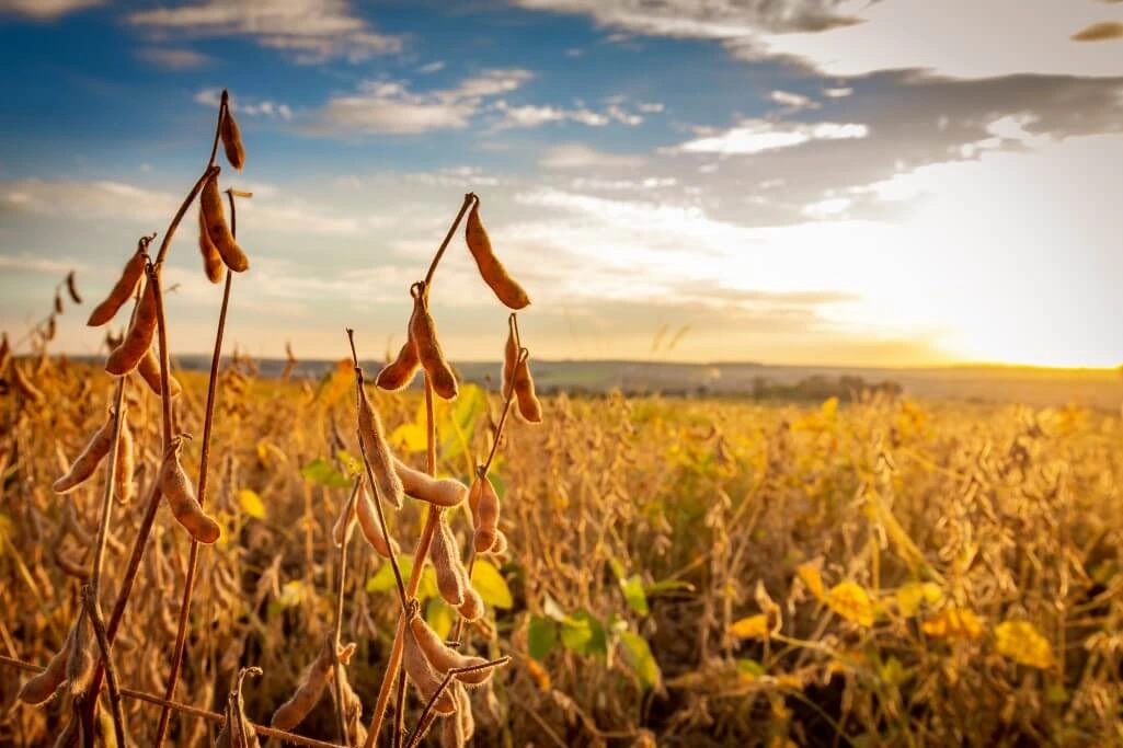 South American Soybean Expansion Pressures Global Prices