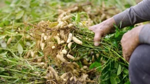 Argentina's Peanut Industry: A Global Export Leader Betting on a Bumper Crop