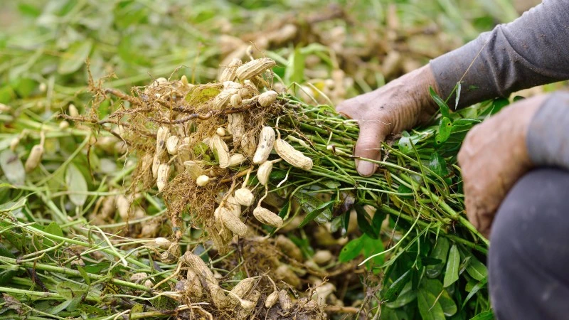 Argentina's Peanut Industry: A Global Export Leader Betting on a Bumper Crop