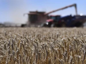 Australian Wheat Production Faces Setback as Drought and Frost Strike