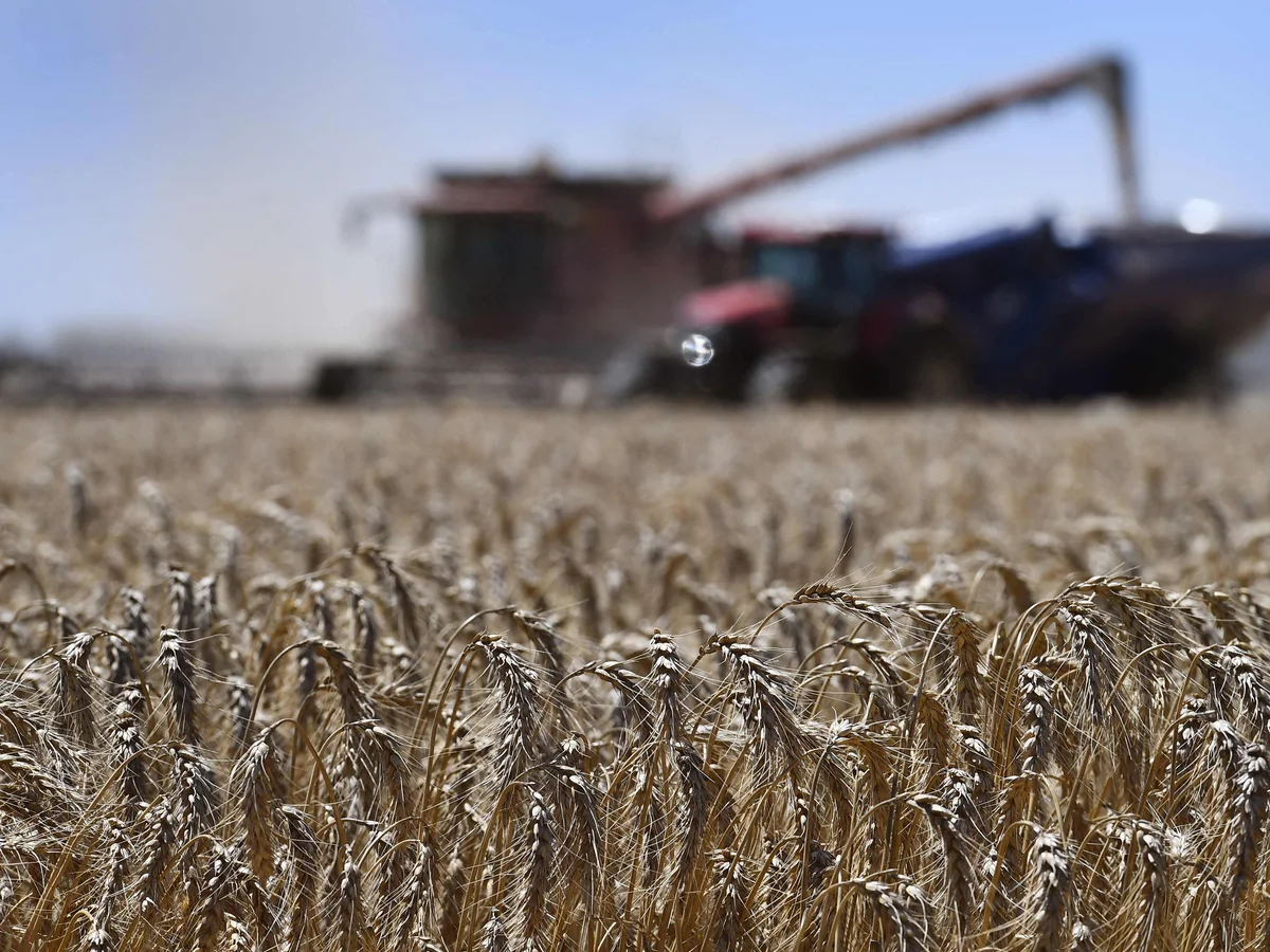 Australian Wheat Production Faces Setback as Drought and Frost Strike