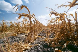 Wheat, Sorghum, and Corn: Mexico's Most Affected Crops in 2024 Farmland Loss