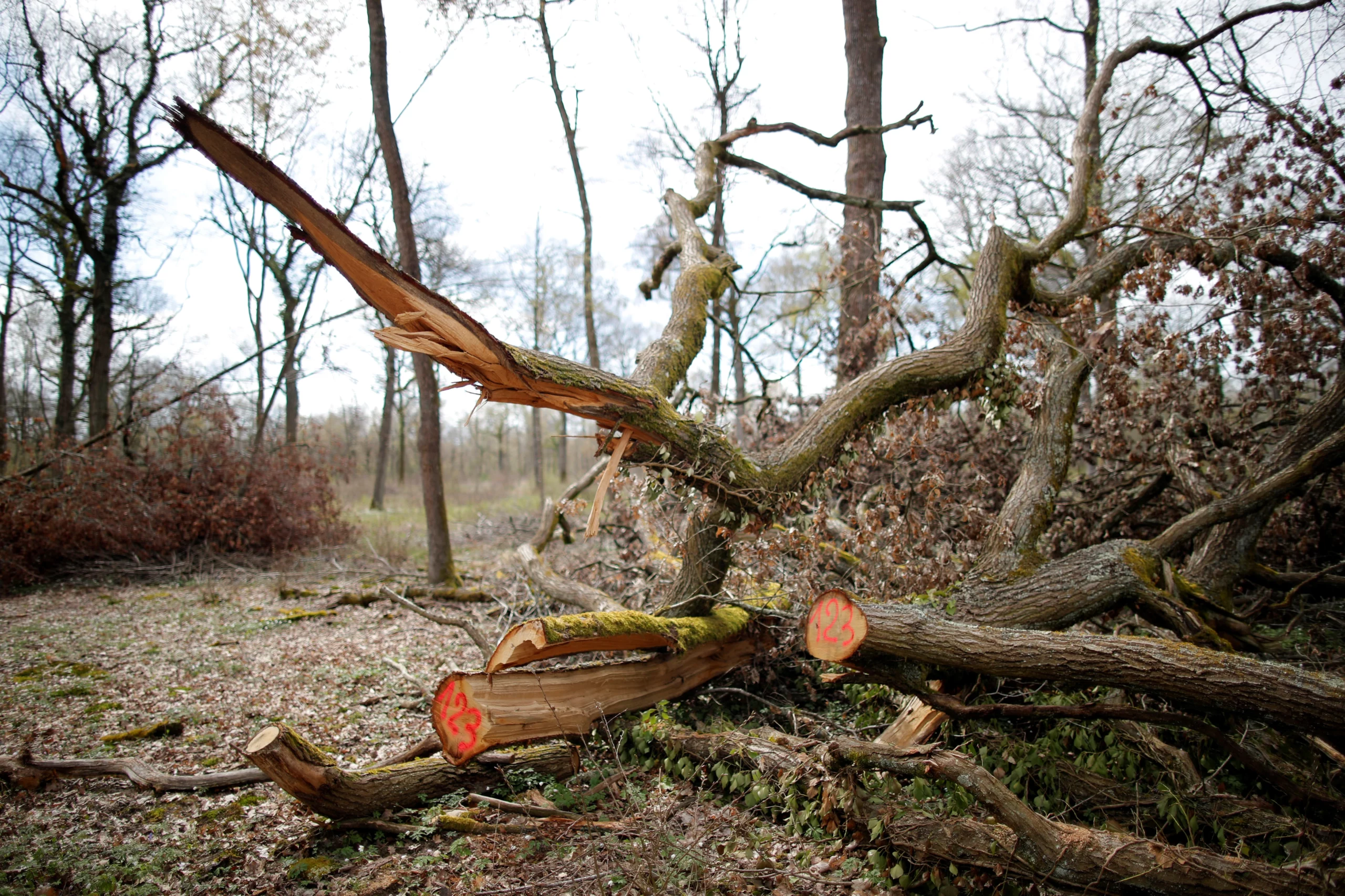 EU Proposes One-Year Delay for Anti-Deforestation Import Law