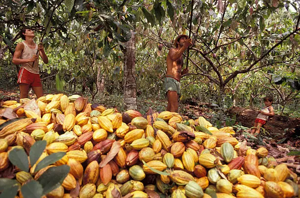 Western Bahia: The New Frontier for Brazilian Cocoa Cultivation. (Photo Internet reproduction)
