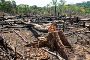 Beyond Illegal Logging: Brazil's Push to Halt All Forest Clearing
