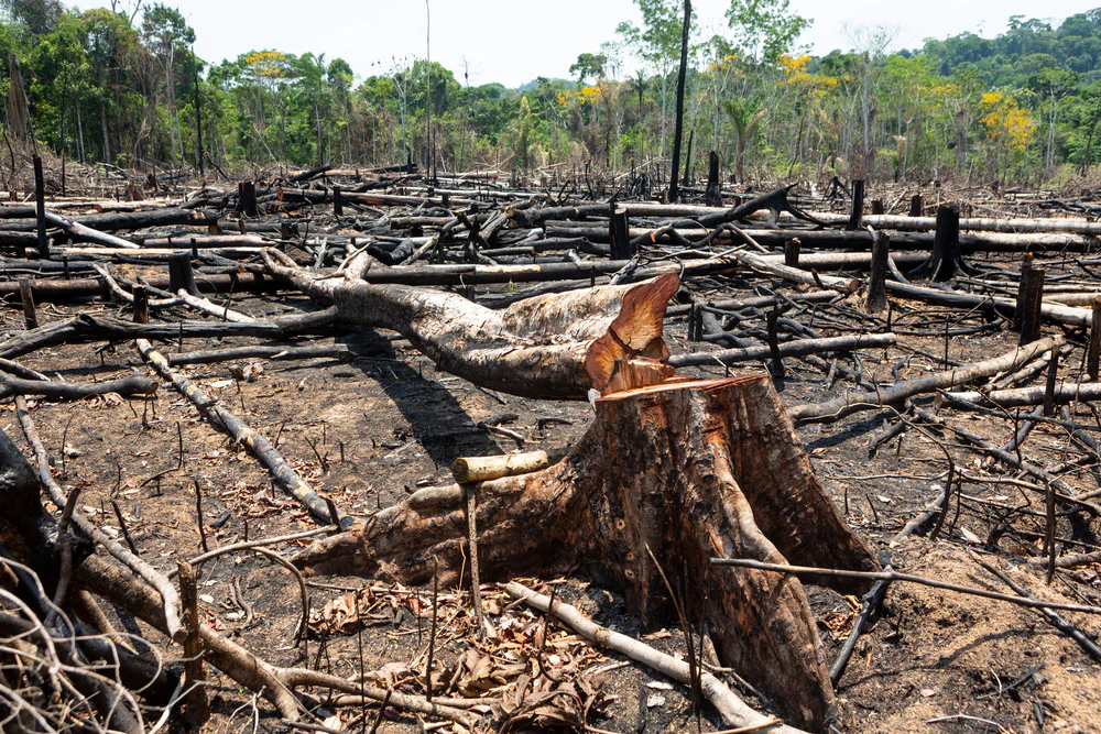 Beyond Illegal Logging: Brazil's Push to Halt All Forest Clearing