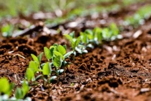 Brazil's Soybean Planting Surges as Weather Improves, Boosting Corn Prospects
