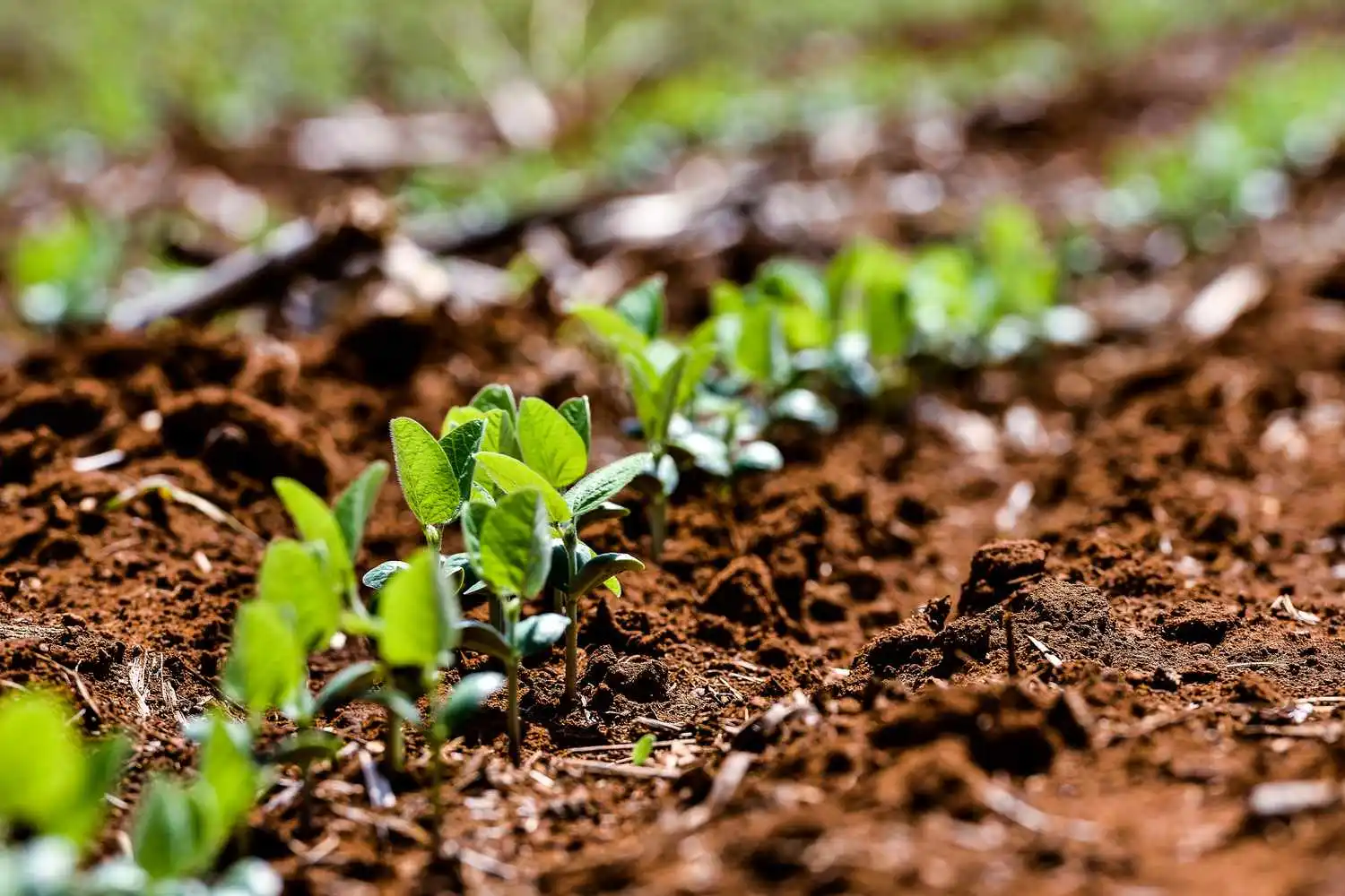 Brazil's Soybean Planting Surges as Weather Improves, Boosting Corn Prospects