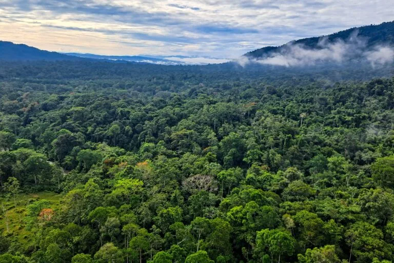 Brazil's Ambitious $125 Billion Fund to Preserve Tropical Forests