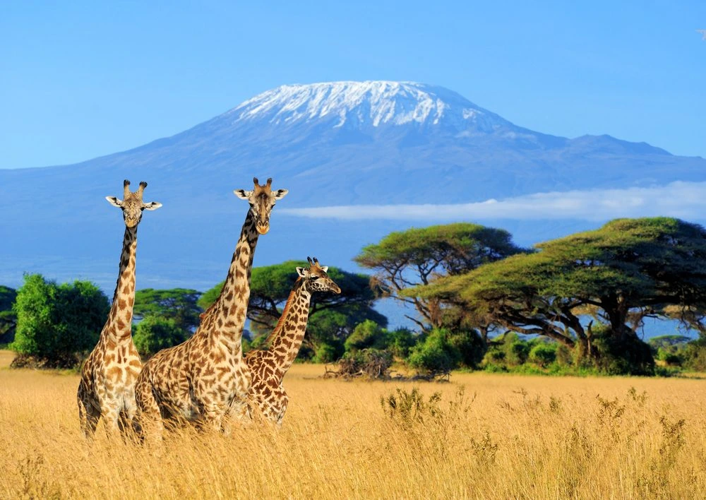 Tanzania's National Parks Shine as Africa's Top Tourist Draw in 2024