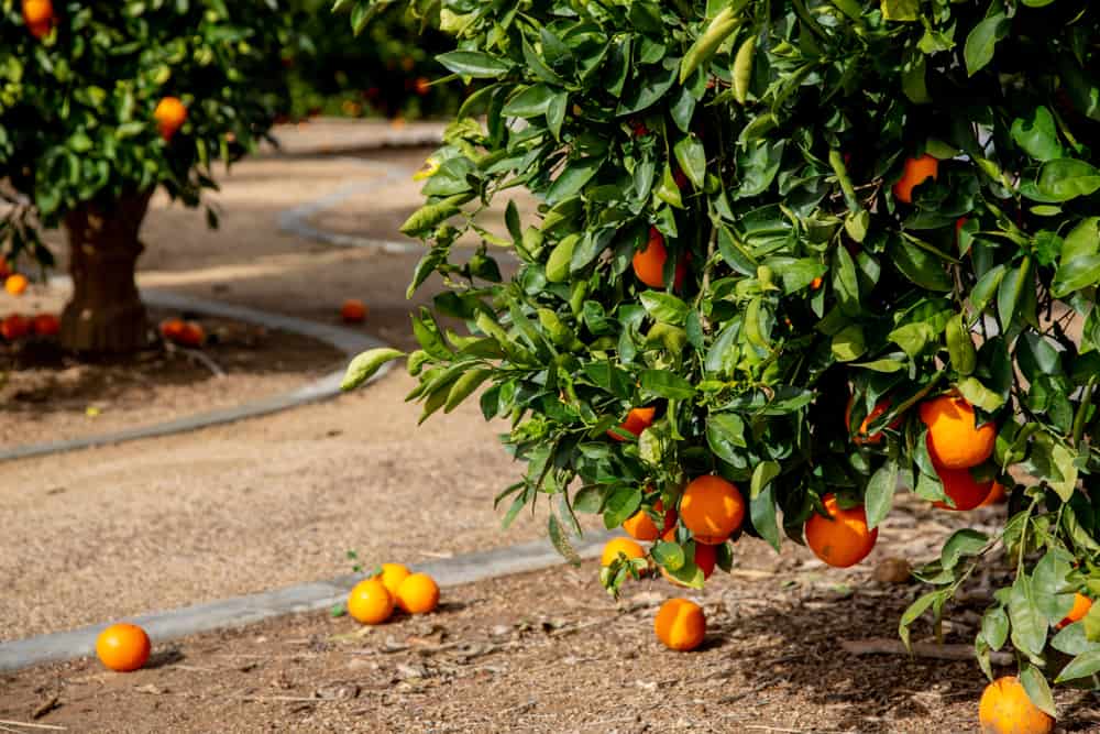 Orange industry