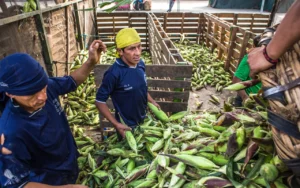 Peru Faces Alarming Food Insecurity Crisis Amid Economic Recovery