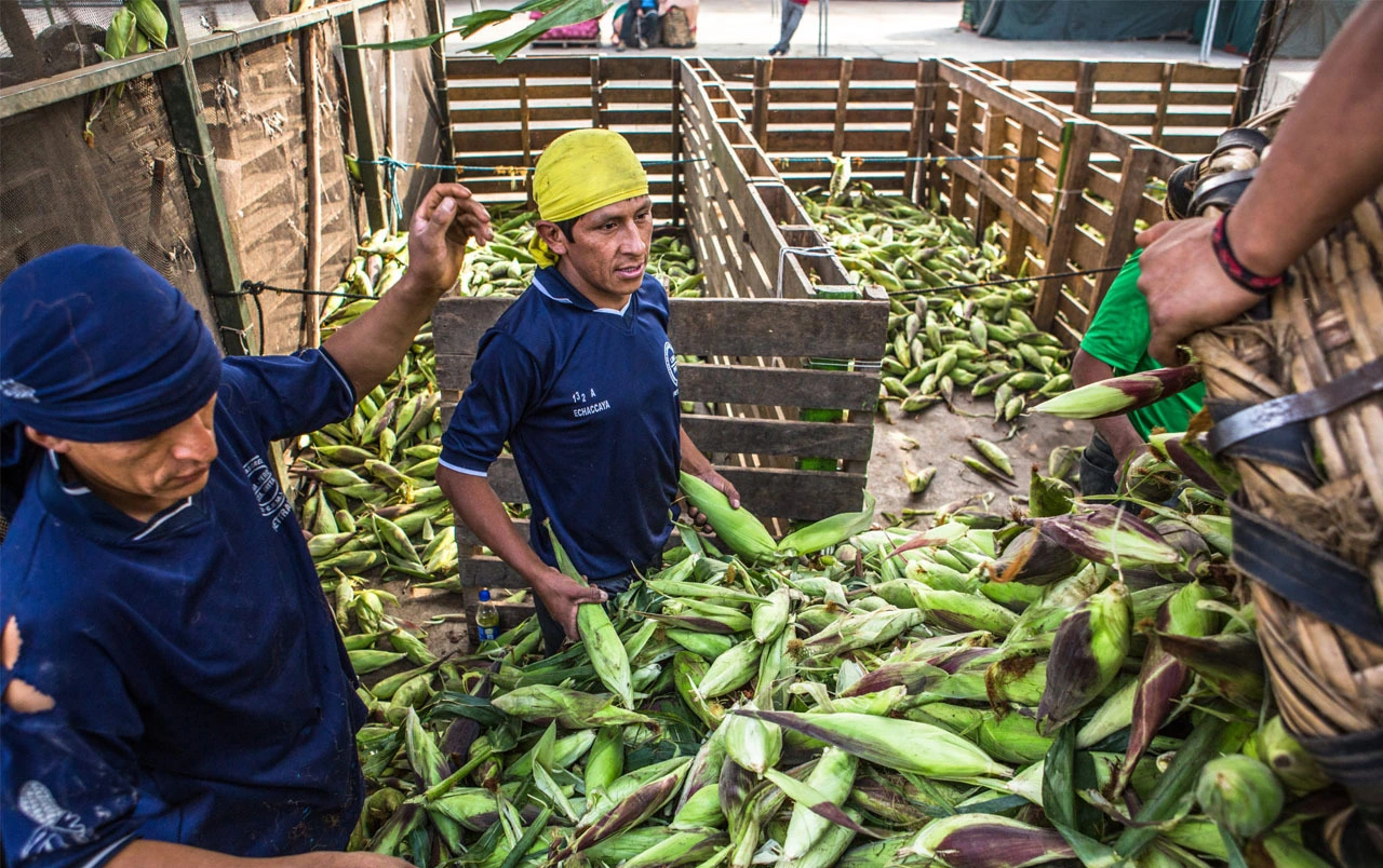 Peru Faces Alarming Food Insecurity Crisis Amid Economic Recovery