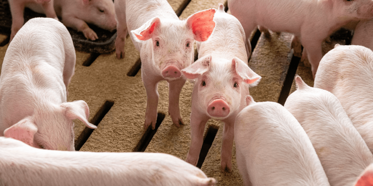 Rwanda's Bold Plan to Boost Pork Production by 36%