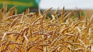Argentina's Agricultural Turnaround: Rain Revives Corn and Wheat Prospects
