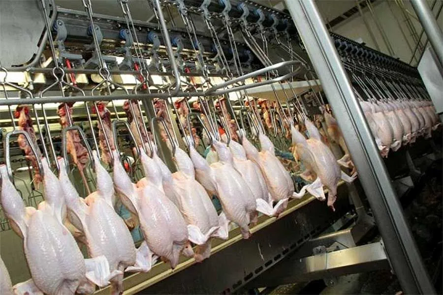 Brazil's Chicken Exports Soar to Second-Highest Volume Despite Chinese Slowdown