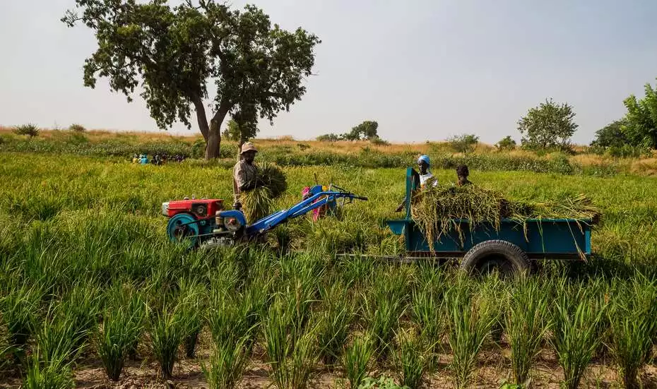 Export Ban Signals New Era for Malian Agriculture