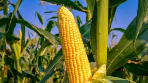 EU Corn Production Rises Amid Regional Contrasts