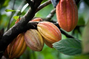 Brazil's Cocoa Comeback: Doubling Production by 2030