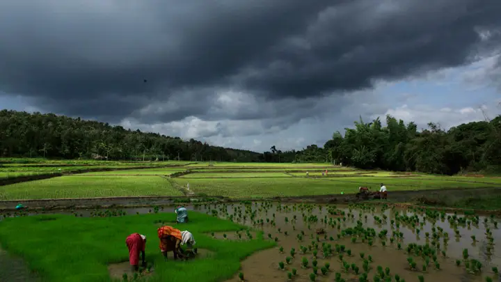 monsoon-crops