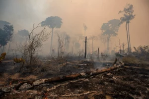 Amazon Rainforest Degradation Reaches 15-Year High in 2024