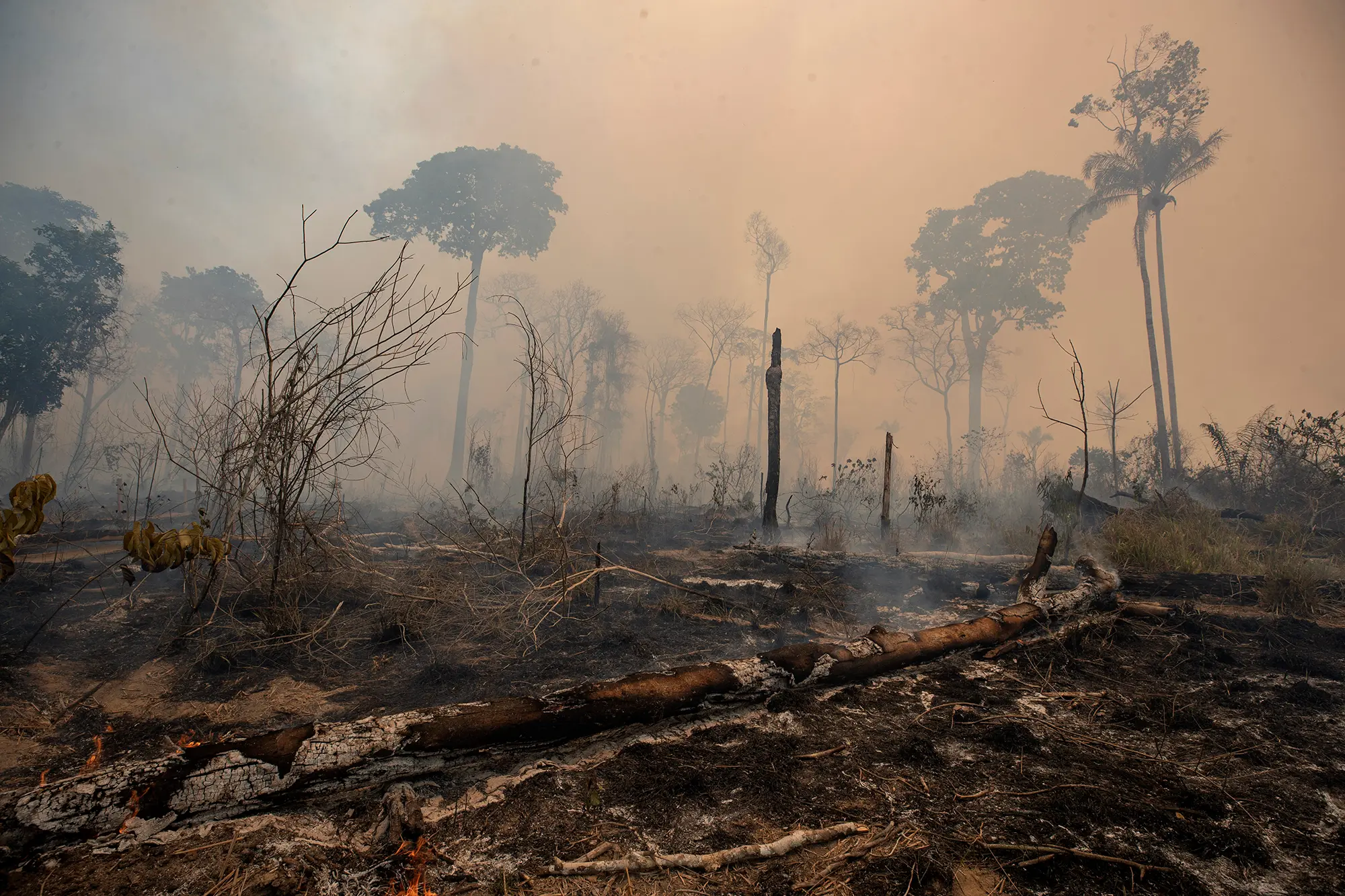 Amazon Rainforest Degradation Reaches 15-Year High in 2024