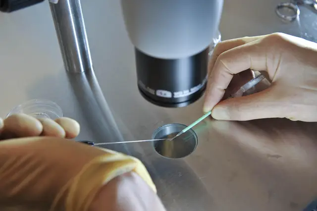 sheep embryos