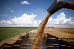 Brazil's Agribusiness Struggles: Bankruptcy Cases Double