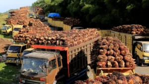 Palm Oil Prices Set to Climb: Indonesia's Biofuel Ambitions and Global Supply Challenges