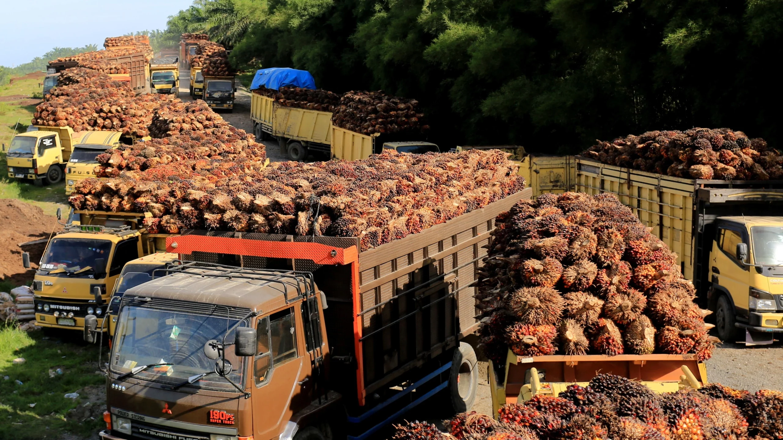 Colombia Palm Oil Boom Faces a Looming EU Deforestation Deadline